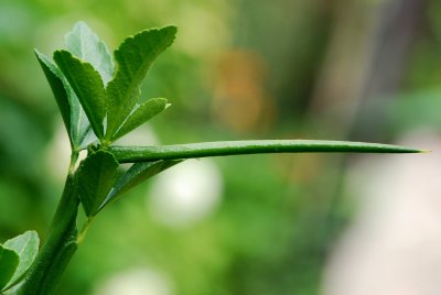 Poncirus trifoliata - citronečník trojlistý - kolcový trn